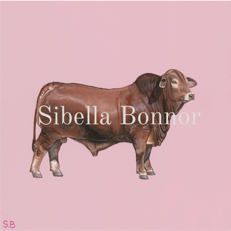 Douglas The Bull - Print